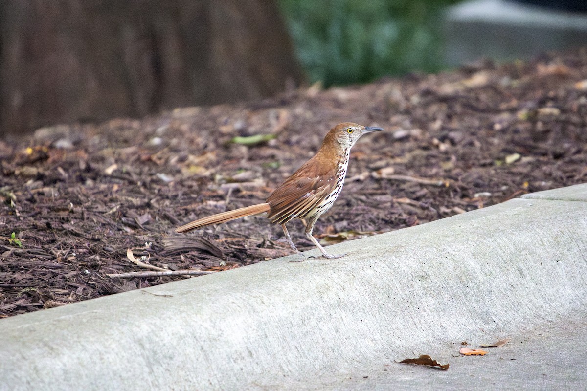 Brown Thrasher - ML615653562