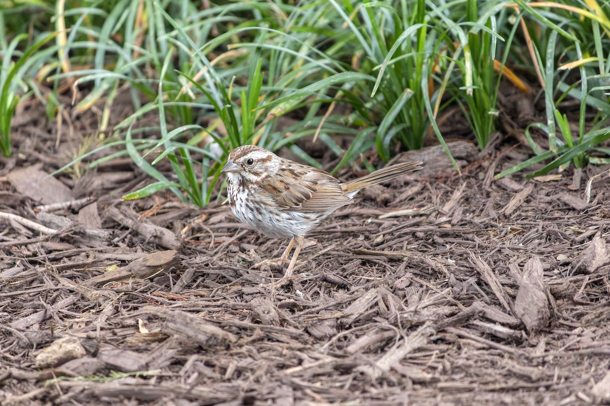 Song Sparrow - ML615653606