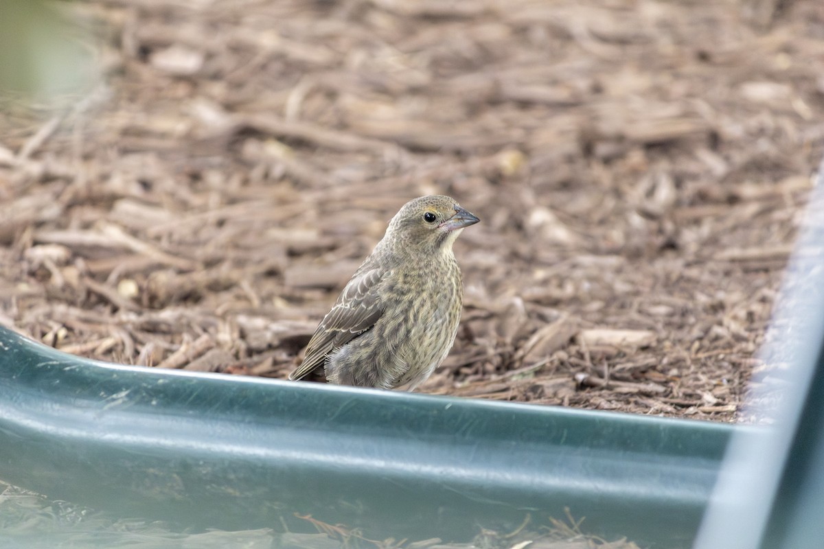 Brown-headed Cowbird - ML615653624