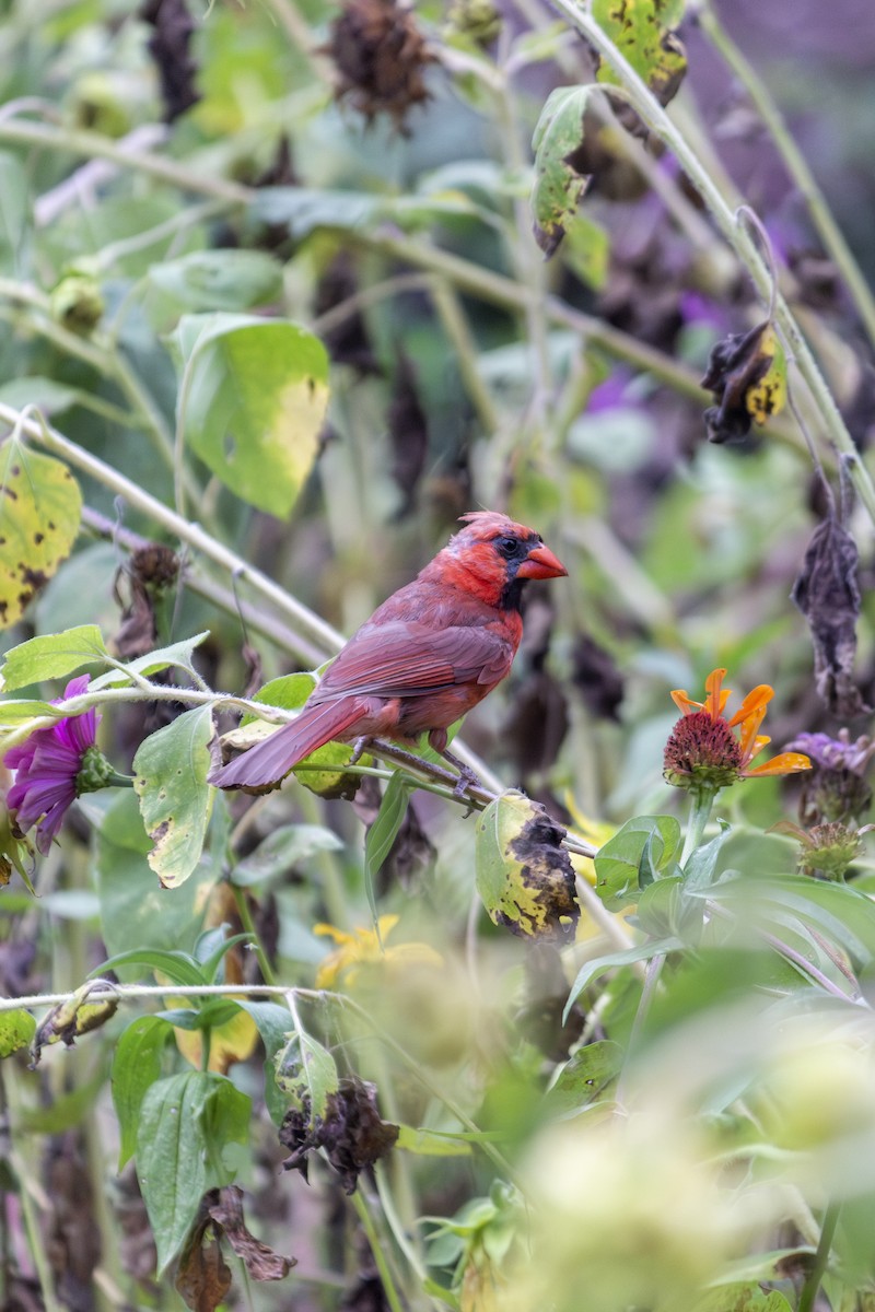 Cardinal rouge - ML615653645