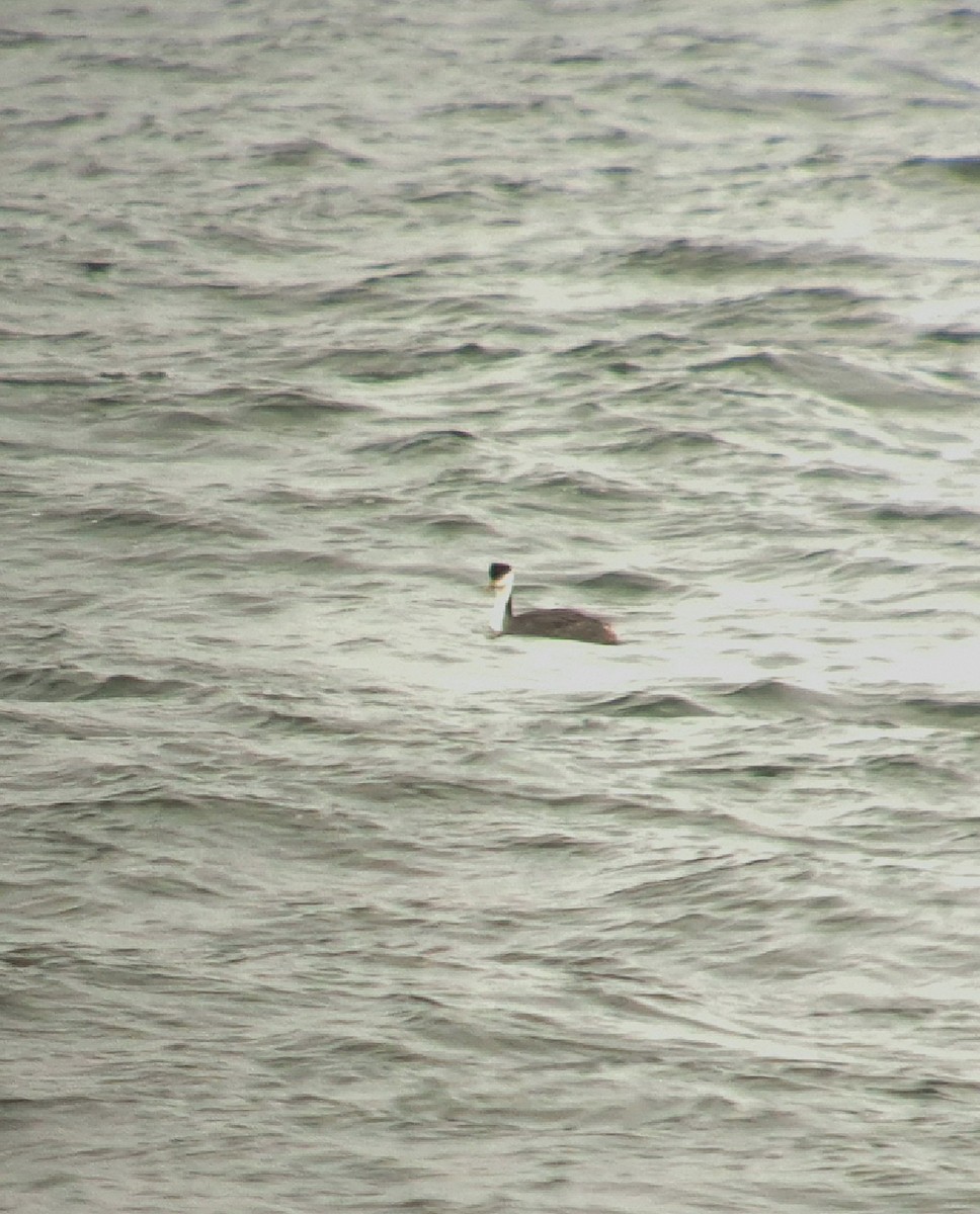 Western Grebe - ML615653662