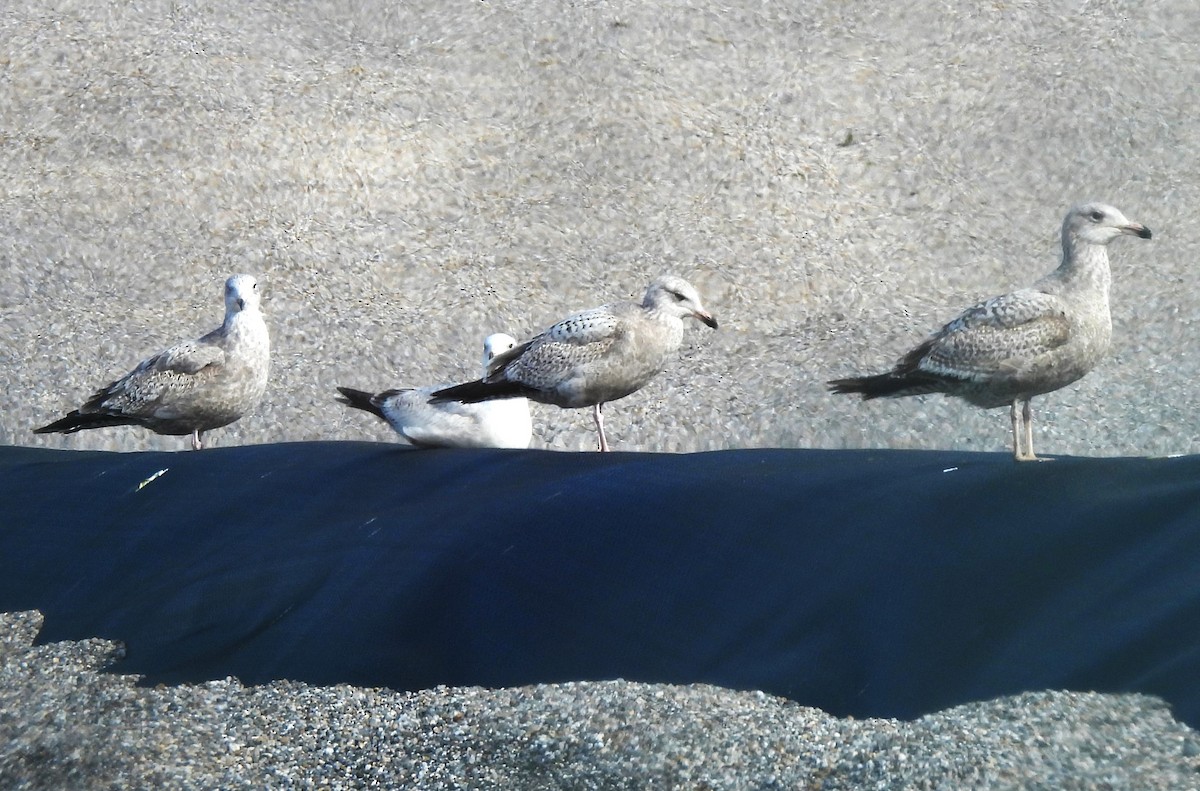 Gaviota Argéntea - ML615653701