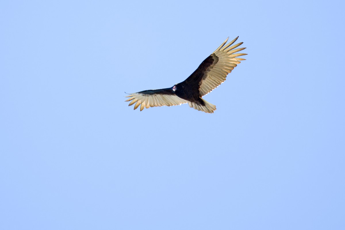 Turkey Vulture - ML615653704