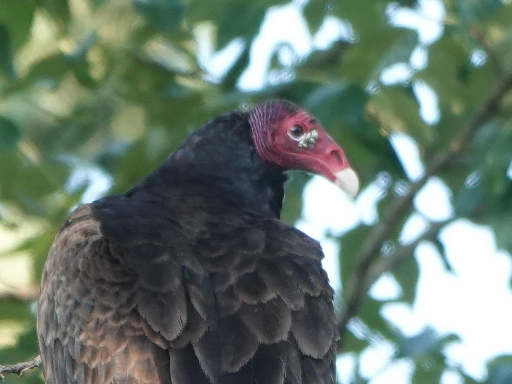 Turkey Vulture - ML615653709