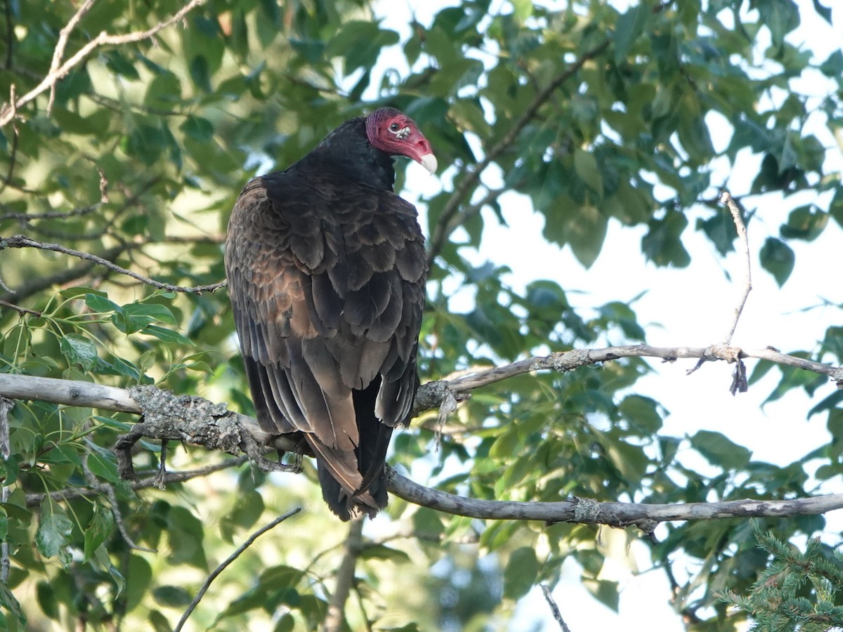 Urubu à tête rouge - ML615653710