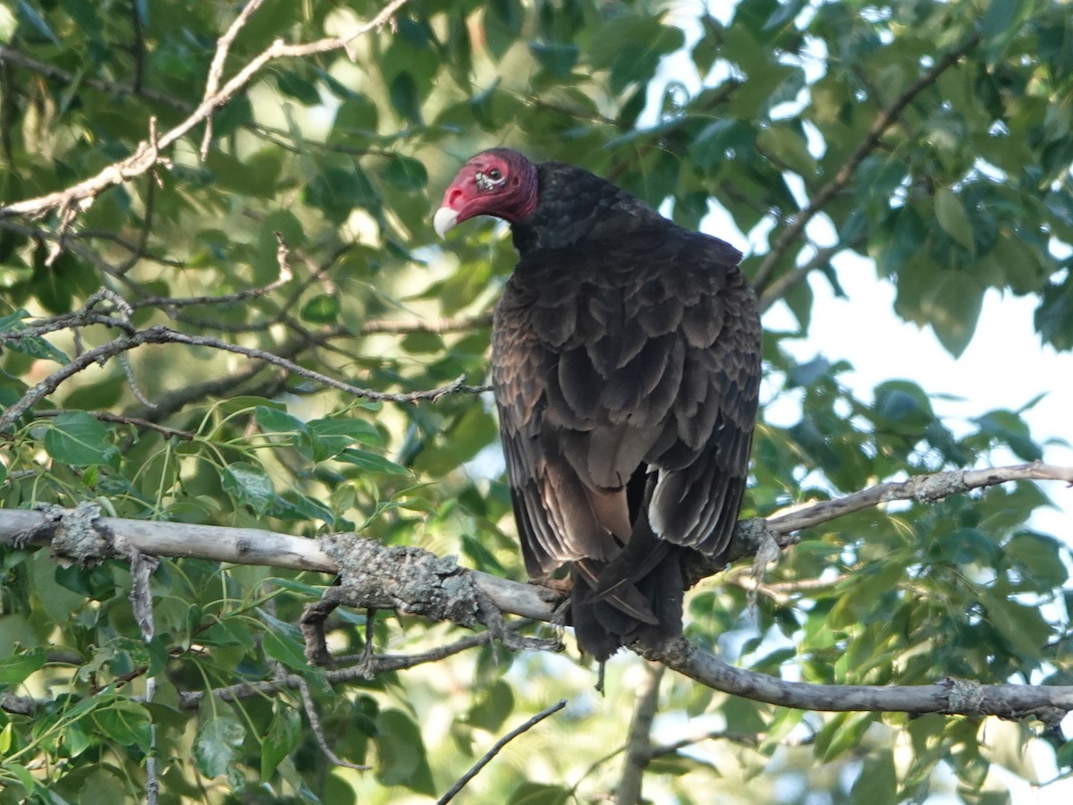 Turkey Vulture - ML615653712