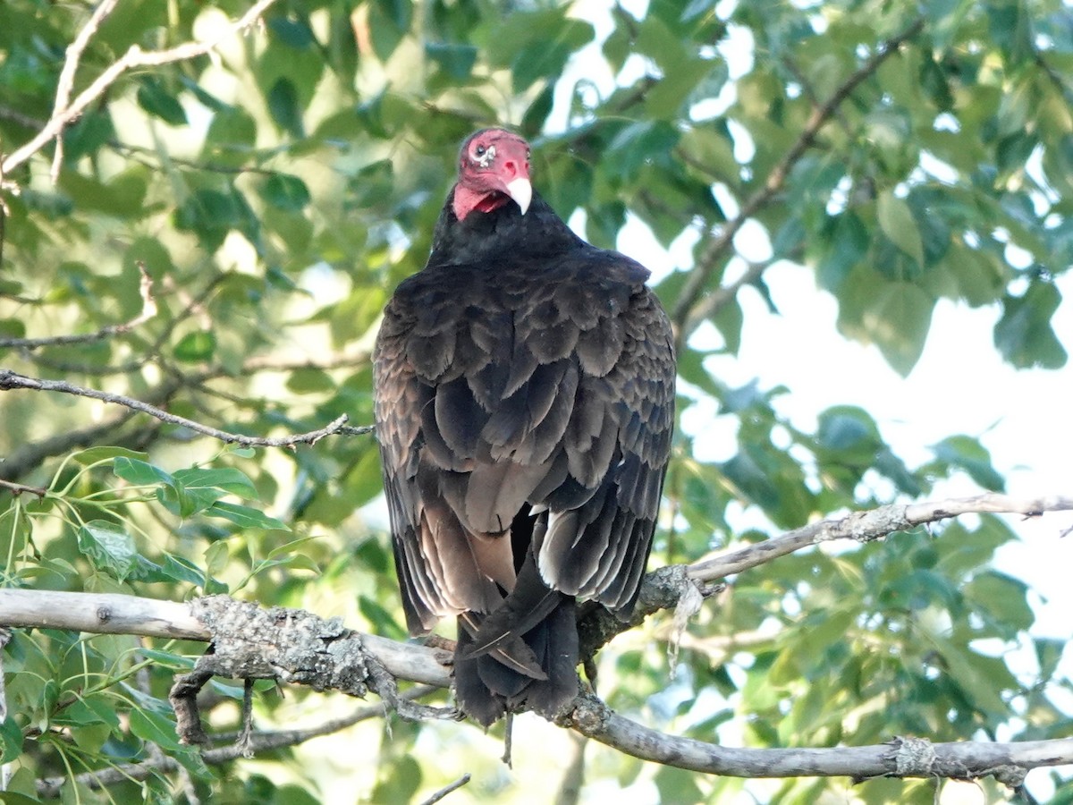 Turkey Vulture - ML615653713