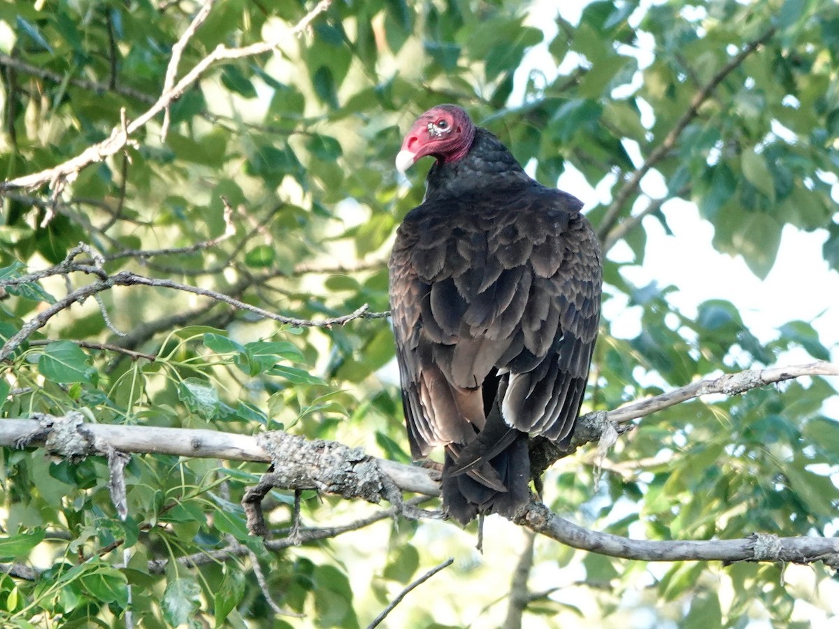 Turkey Vulture - ML615653714