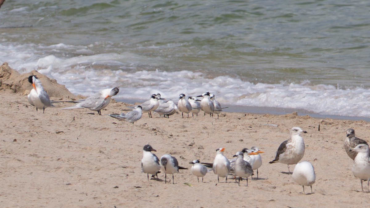 Sandwich Tern - ML615653770