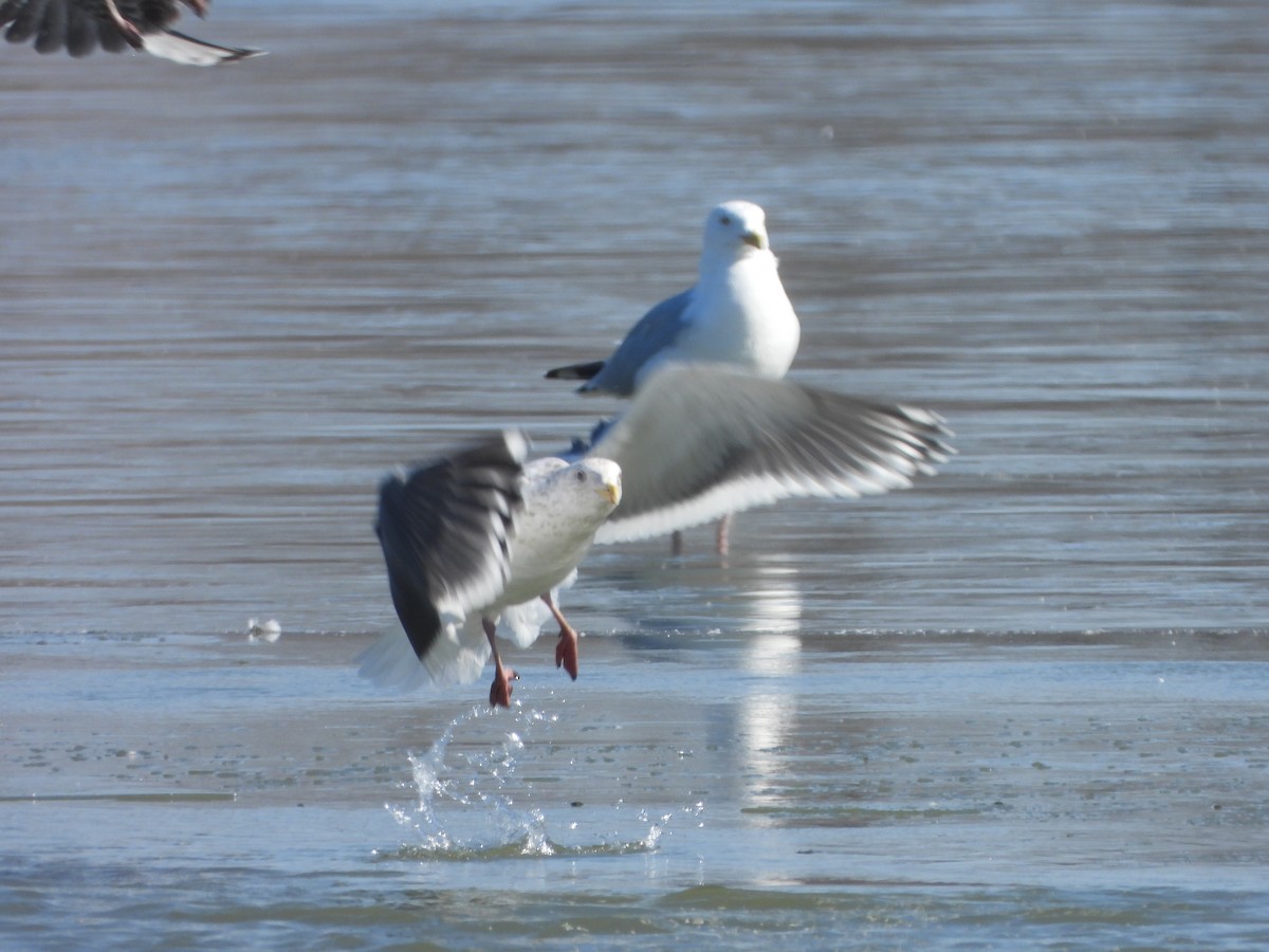 Slaty-backed Gull - ML615653792