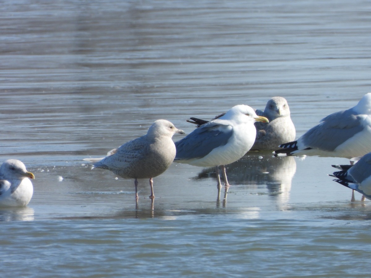 Iceland Gull - ML615653804