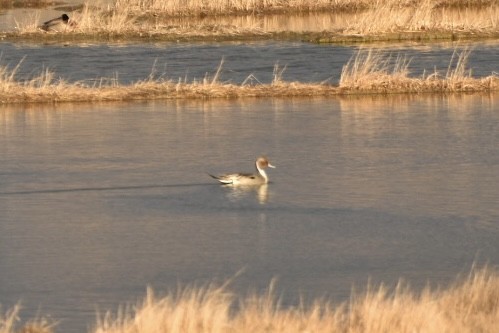 Northern Pintail - ML615653805