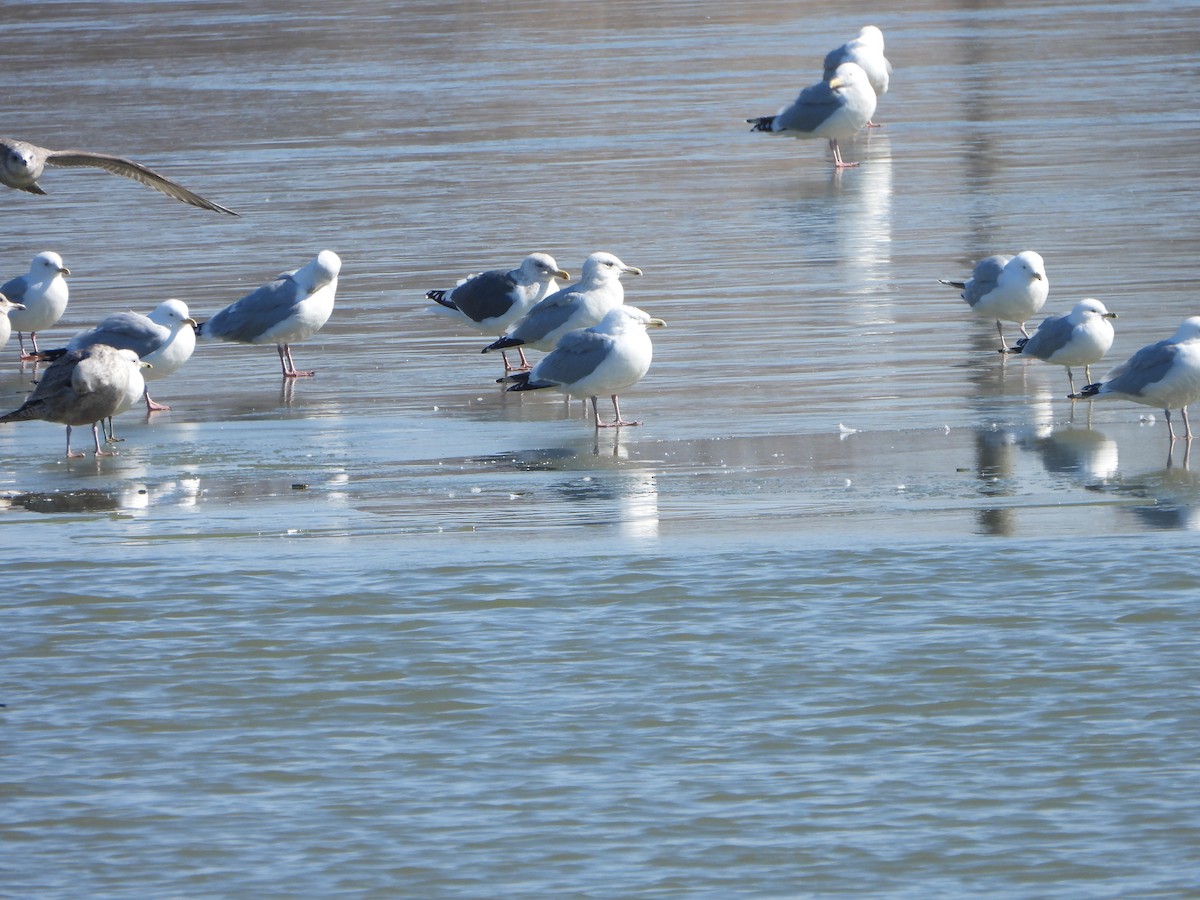 Slaty-backed Gull - ML615653815