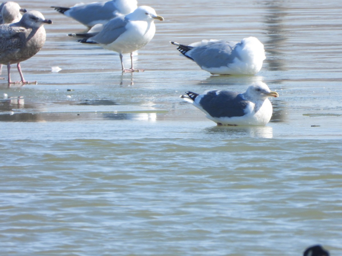 Slaty-backed Gull - ML615653819