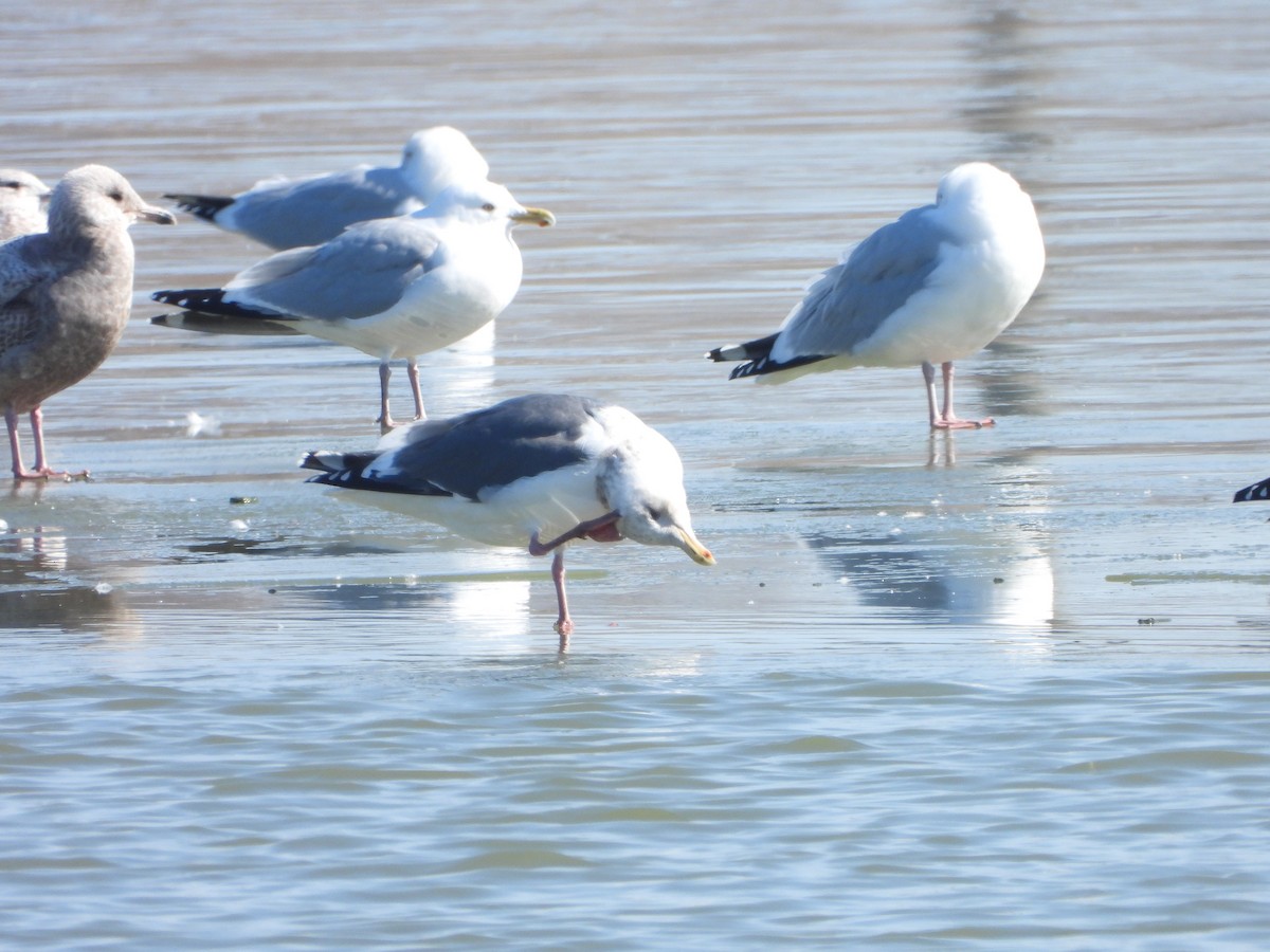 Slaty-backed Gull - ML615653825