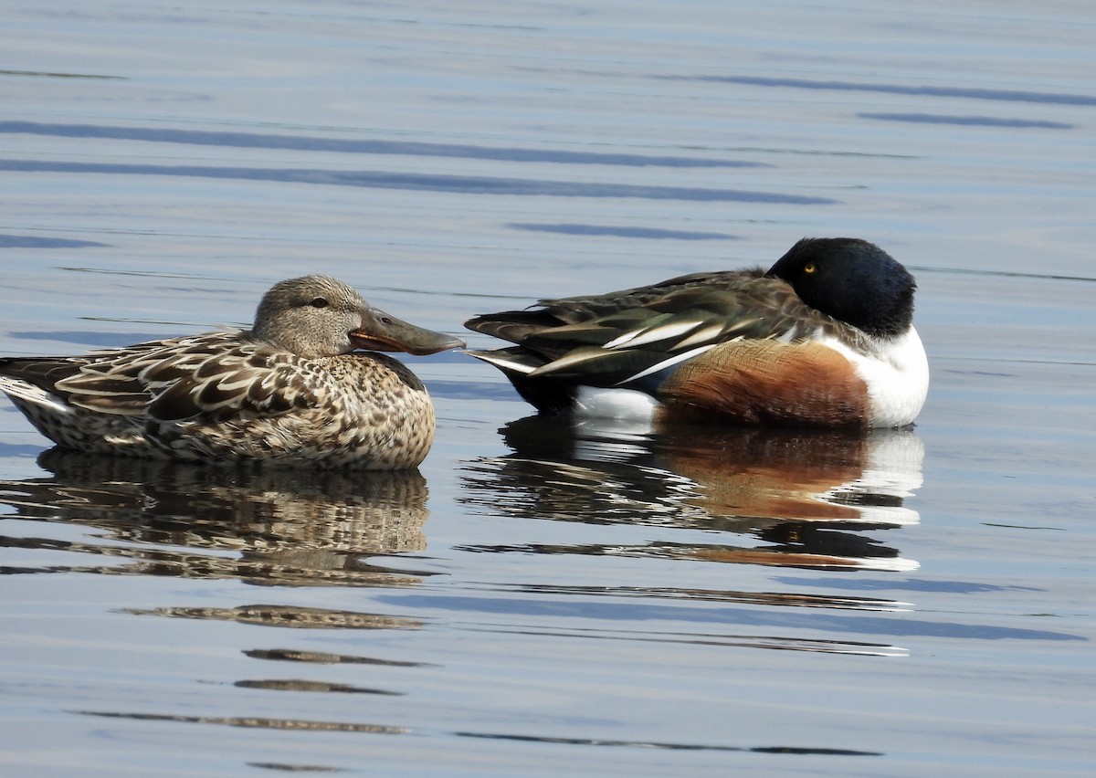 Northern Shoveler - ML615653844