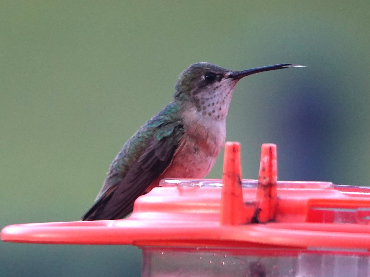 Calliope Hummingbird - Liz Soria