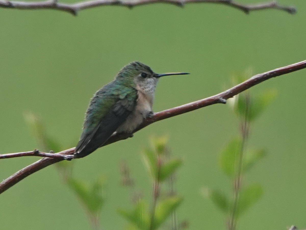 Calliope Hummingbird - Liz Soria