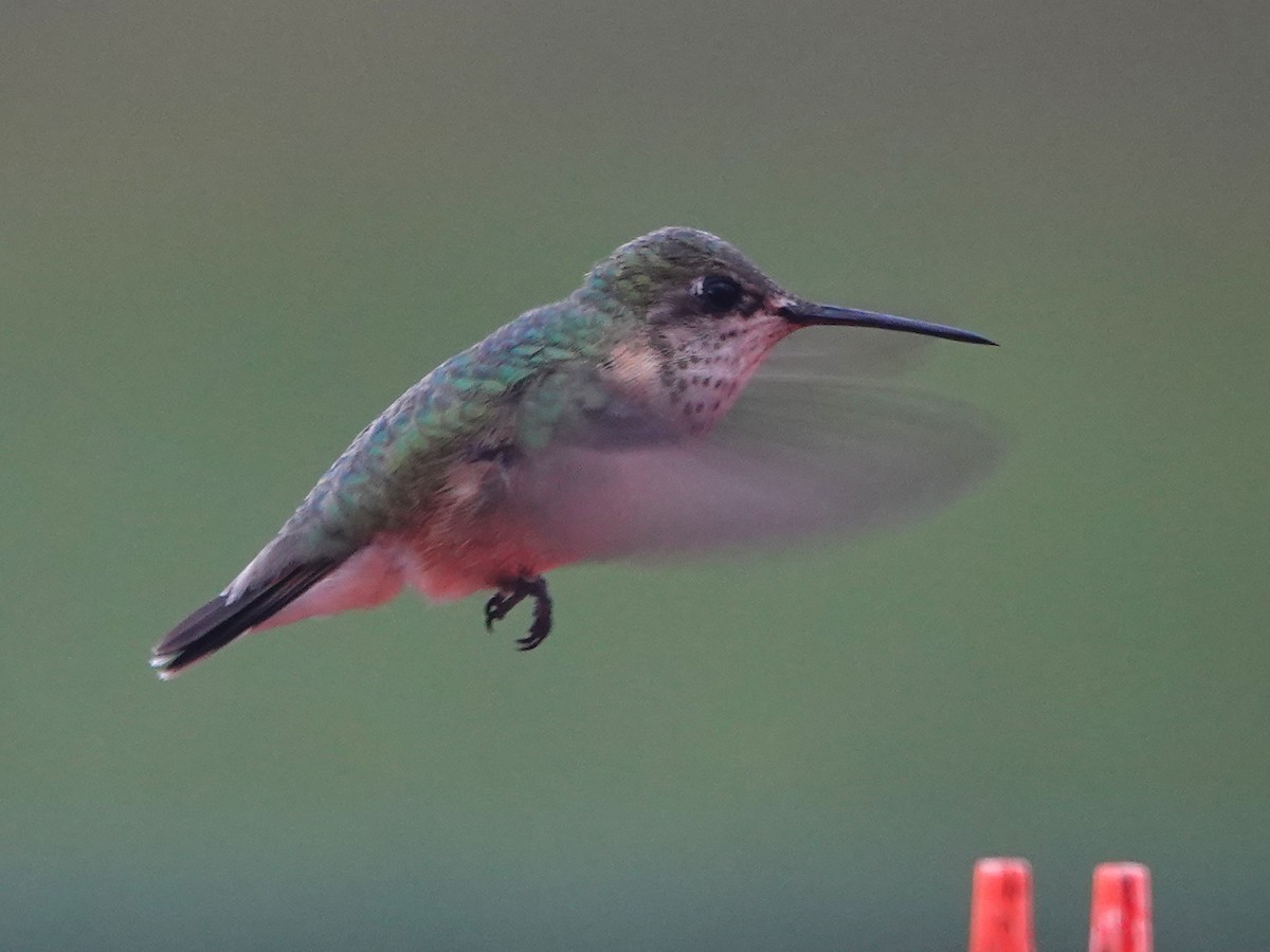 Calliope Hummingbird - Liz Soria