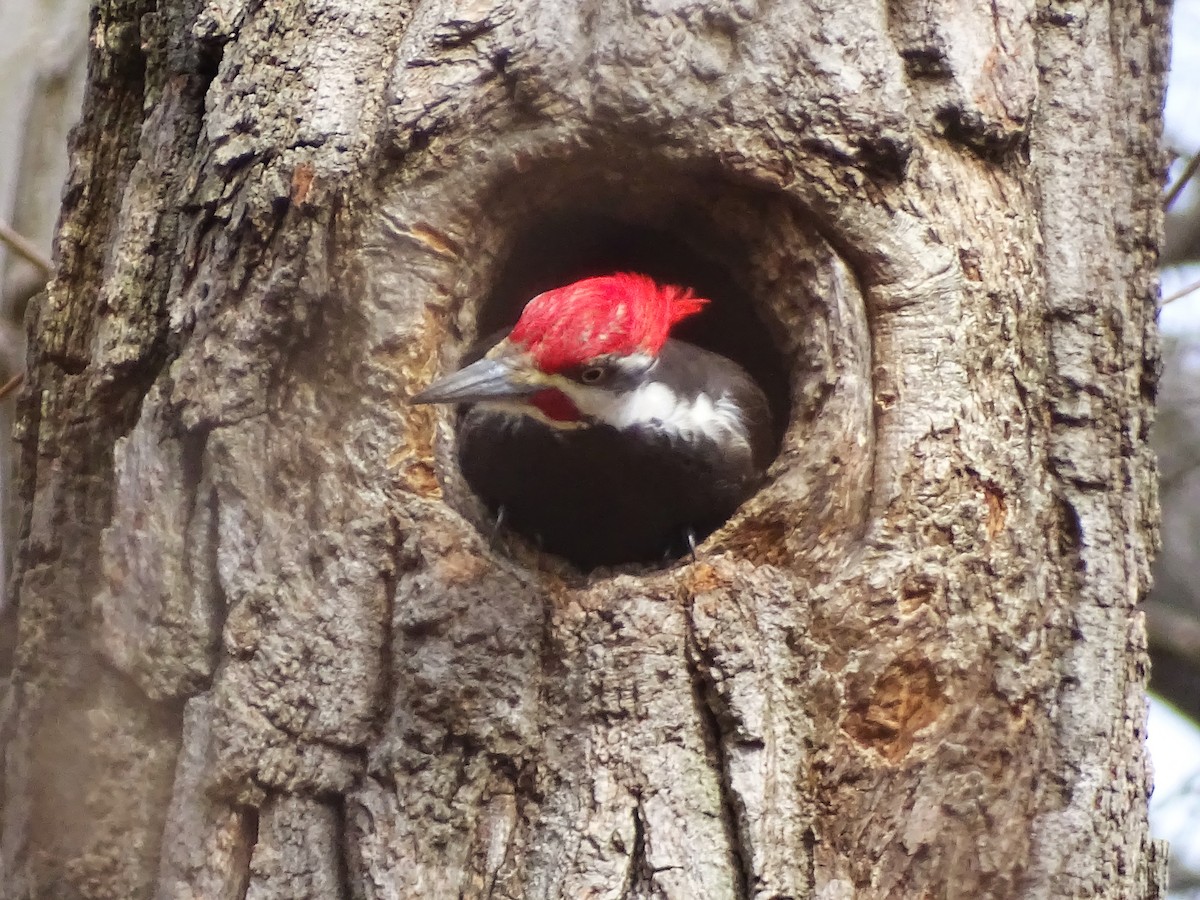 Pileated Woodpecker - ML615653929