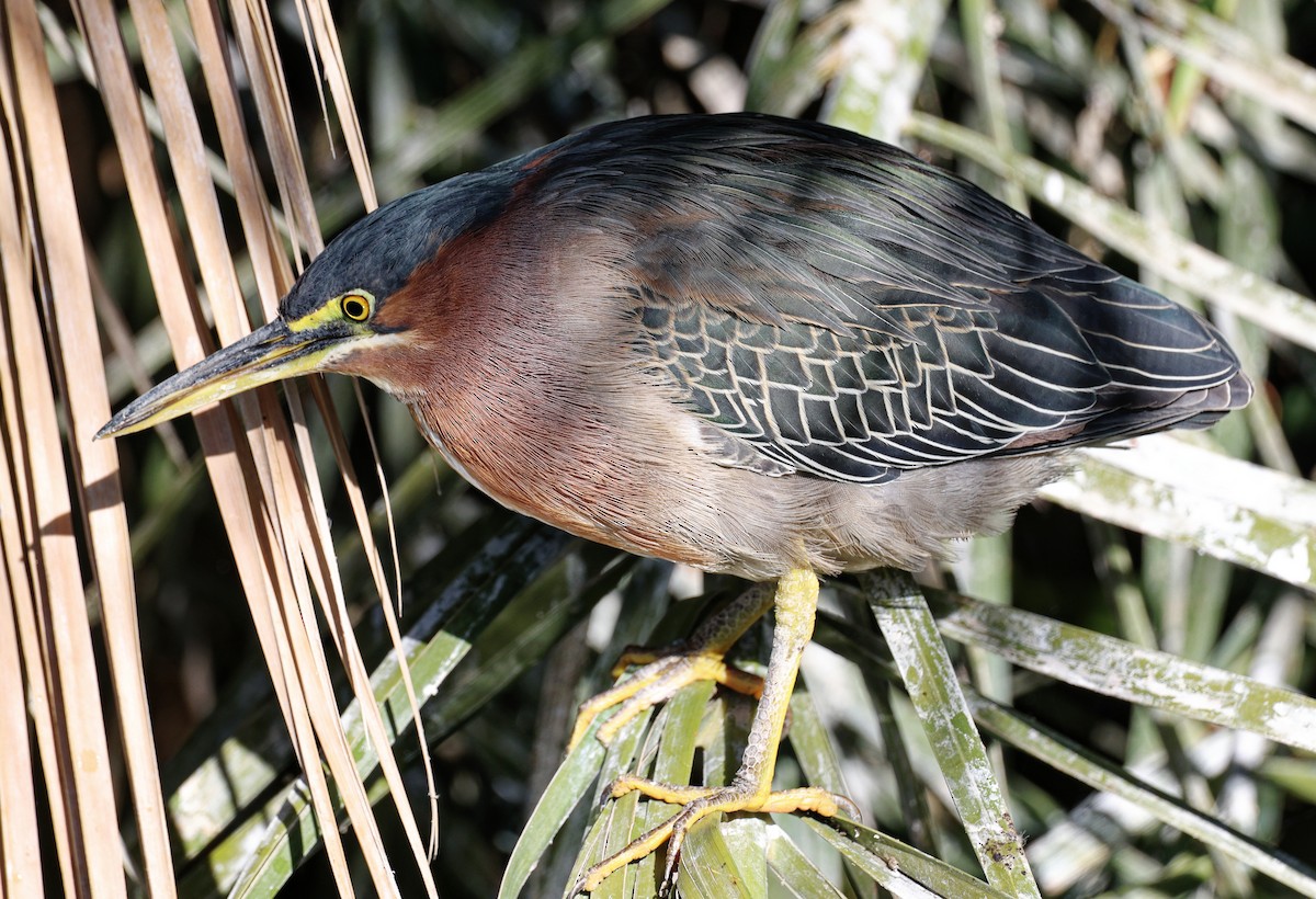 Green Heron - ML615654009