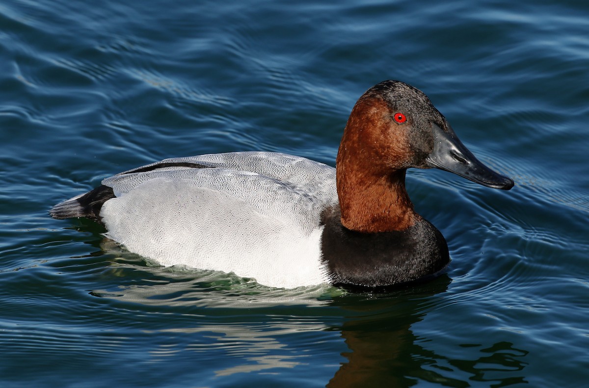 Canvasback - ML615654033