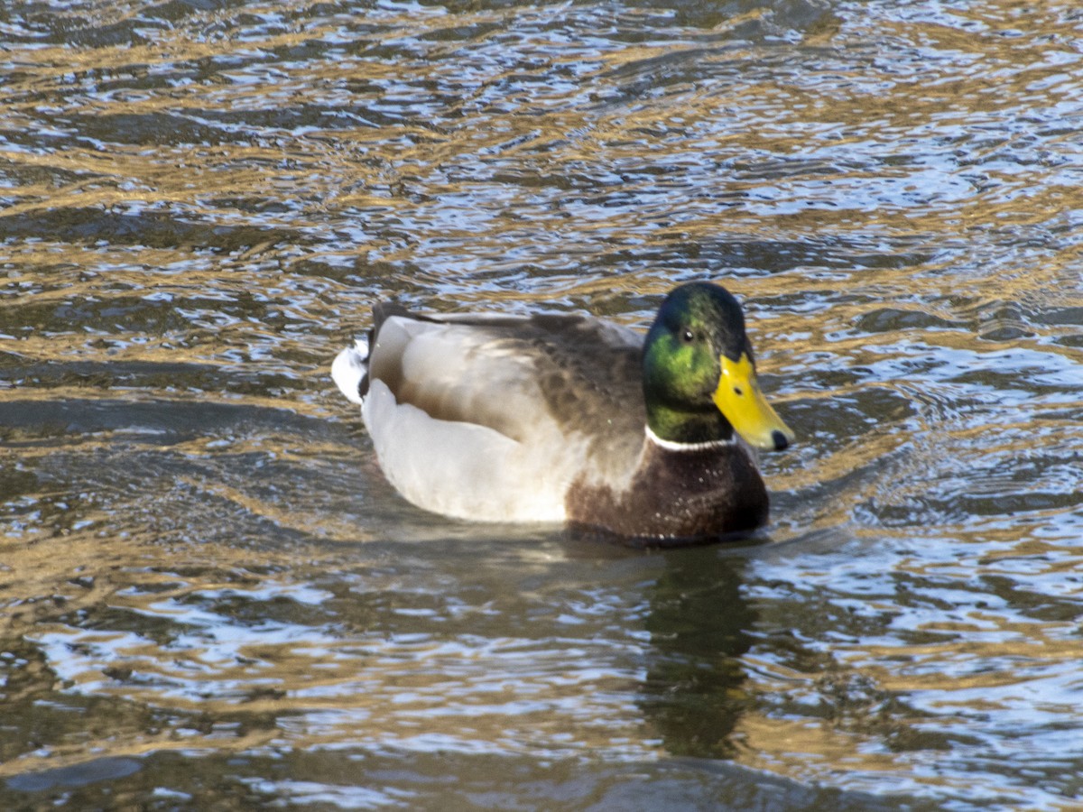 Canard colvert - ML615654048