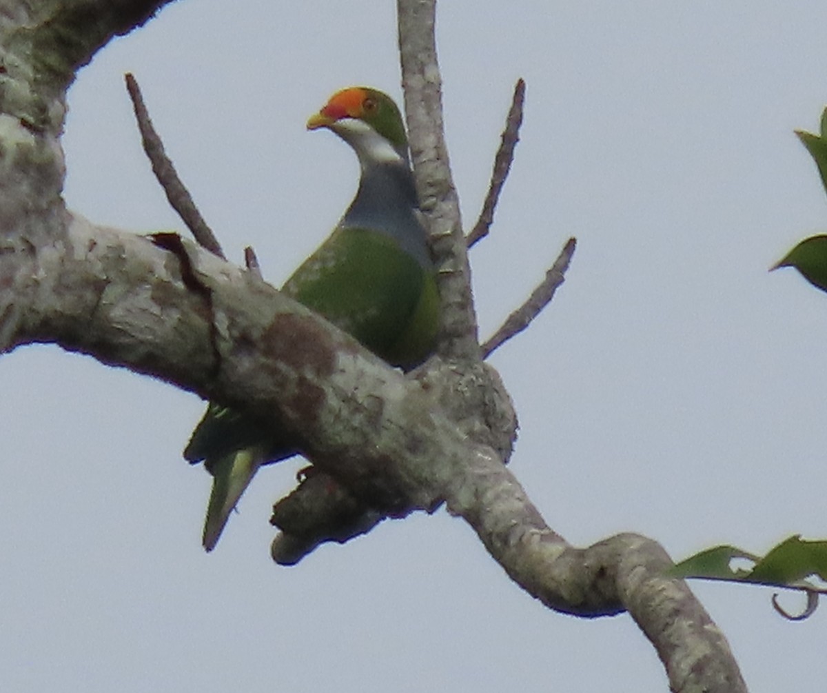 Orange-fronted Fruit-Dove - ML615654085