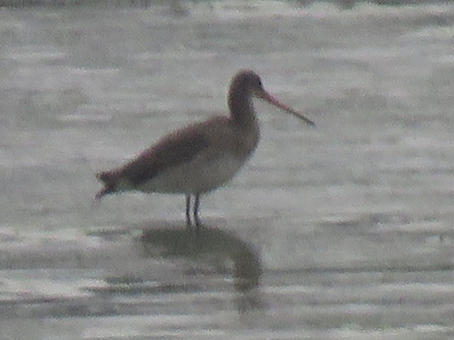 Black-tailed Godwit - ML615654120