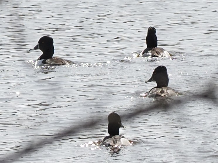 Ring-necked Duck - ML615654161