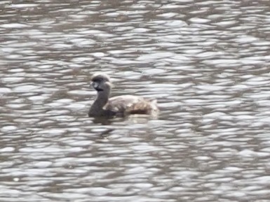 Pied-billed Grebe - Milton Paul