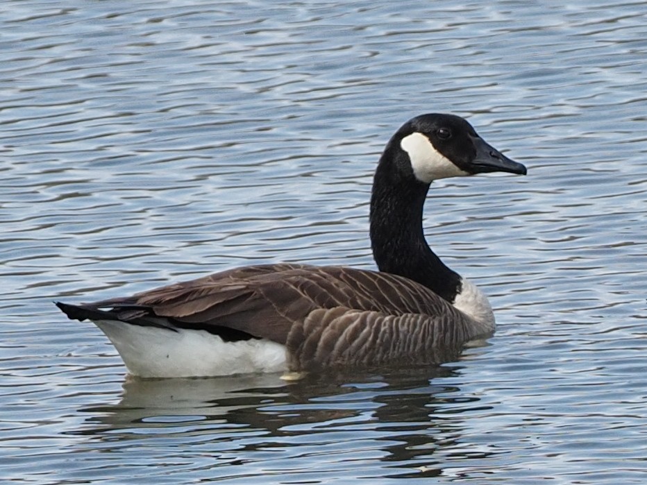 Canada Goose - ML615654180