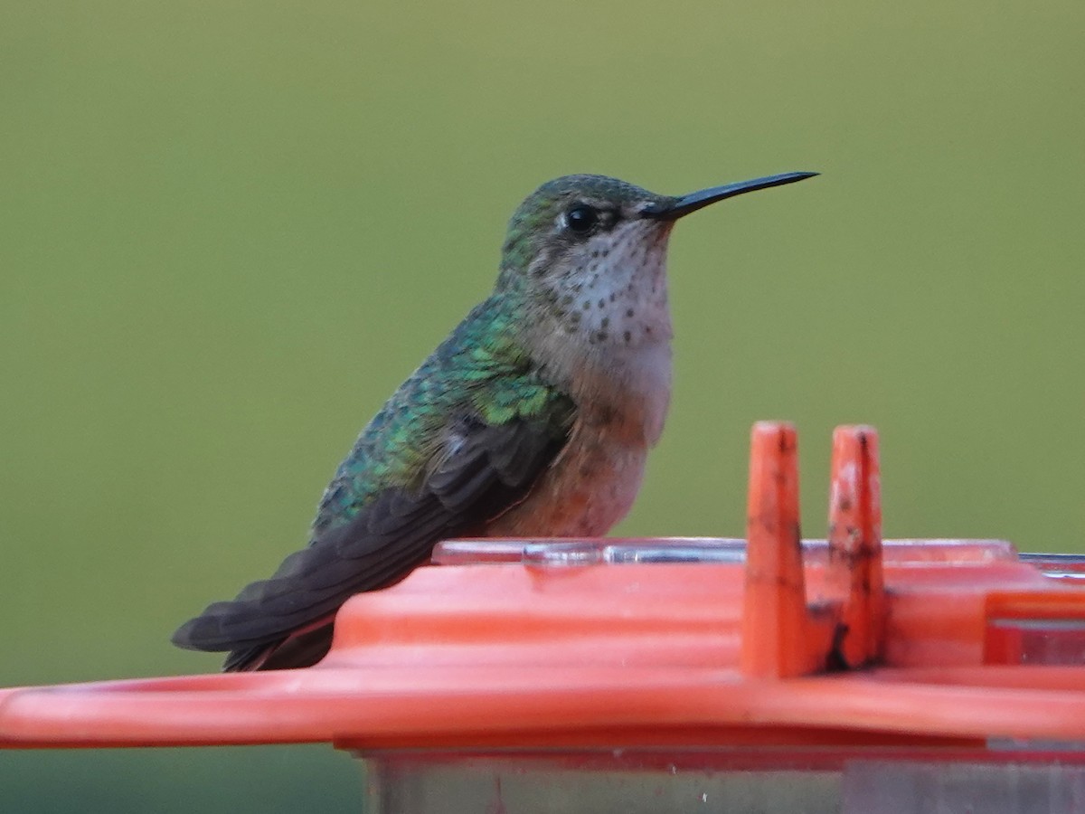 Calliope Hummingbird - Liz Soria