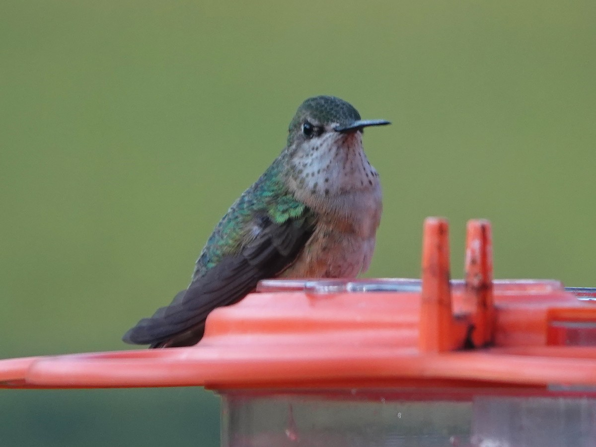 Calliope Hummingbird - Liz Soria