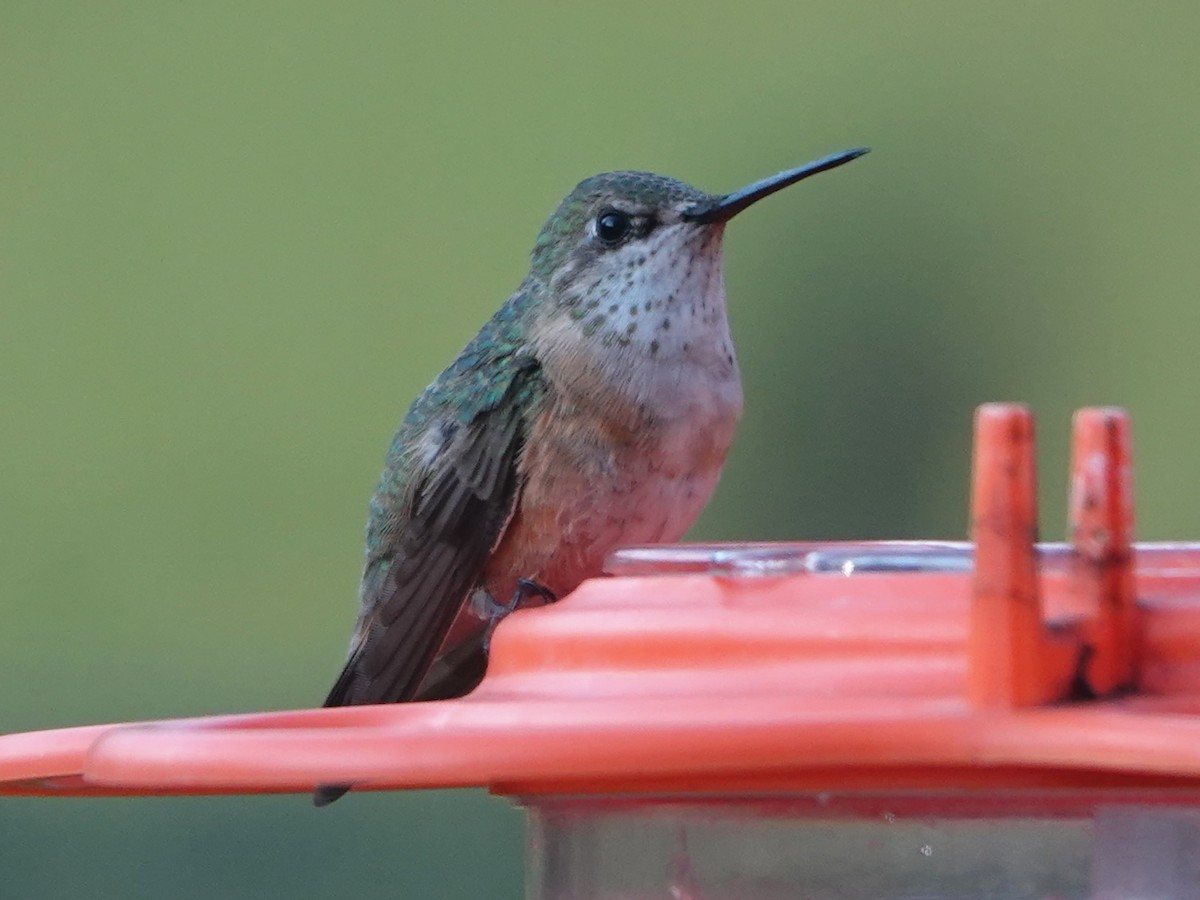 Calliope Hummingbird - Liz Soria