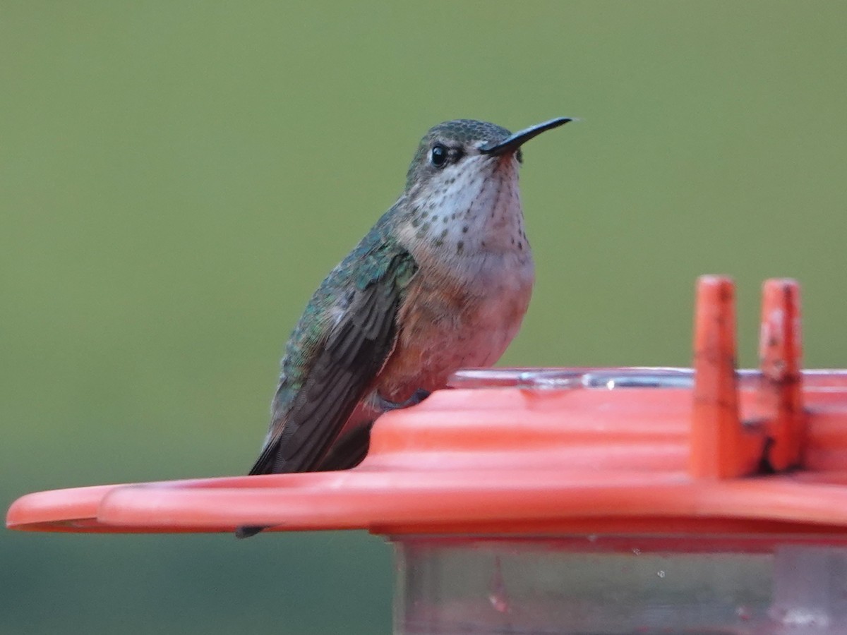 Calliope Hummingbird - Liz Soria