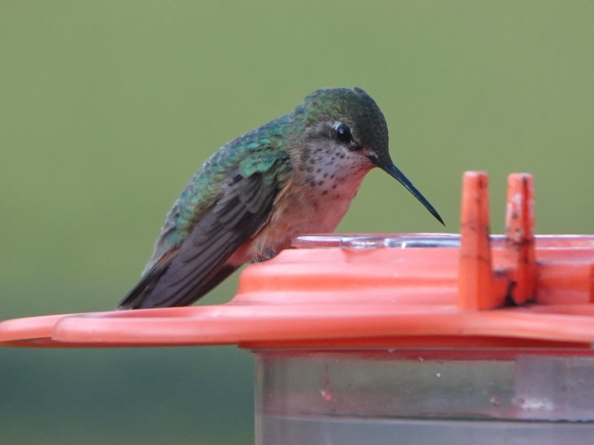 Calliope Hummingbird - Liz Soria