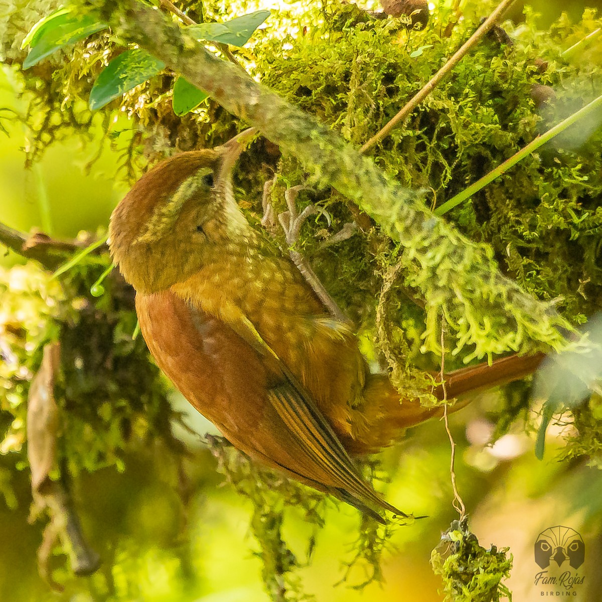Ruddy Treerunner - ML615654310