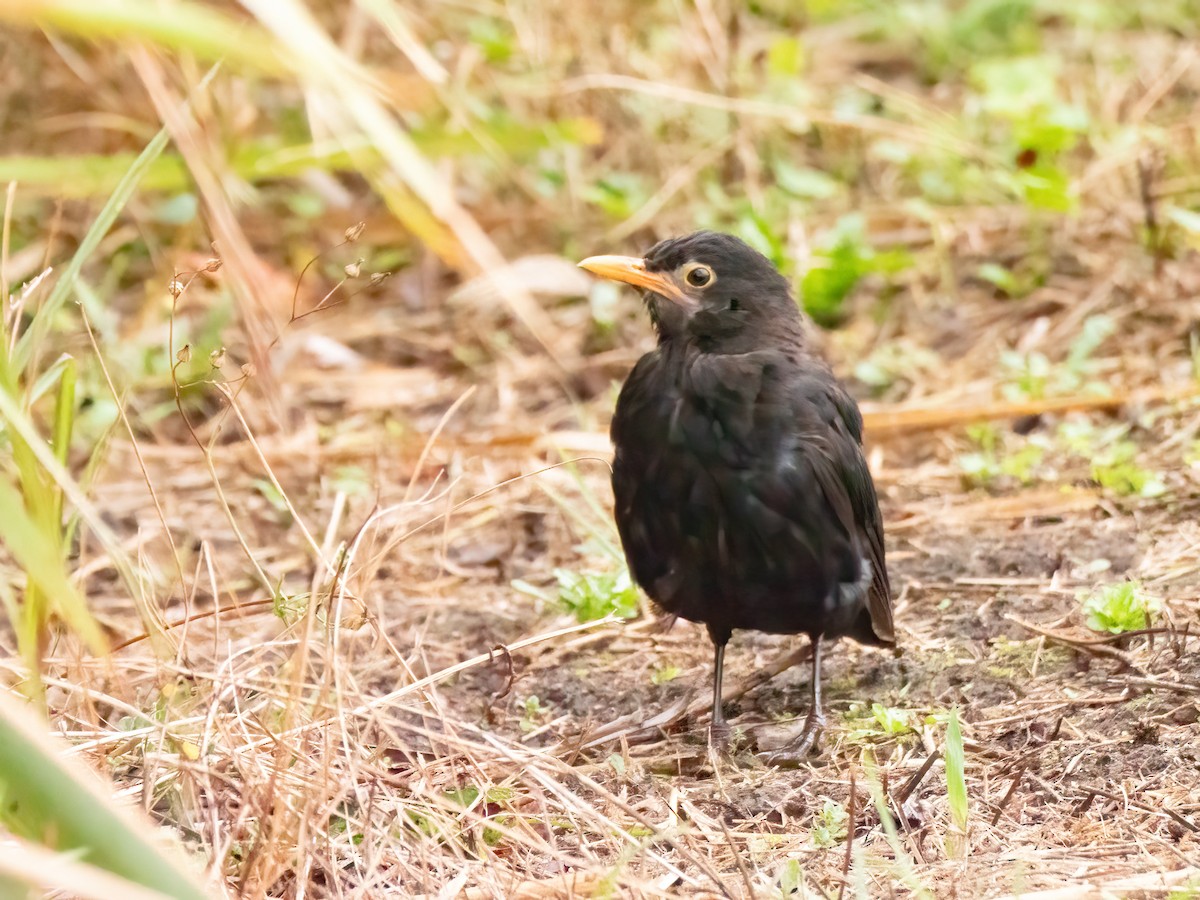 Eurasian Blackbird - ML615654325