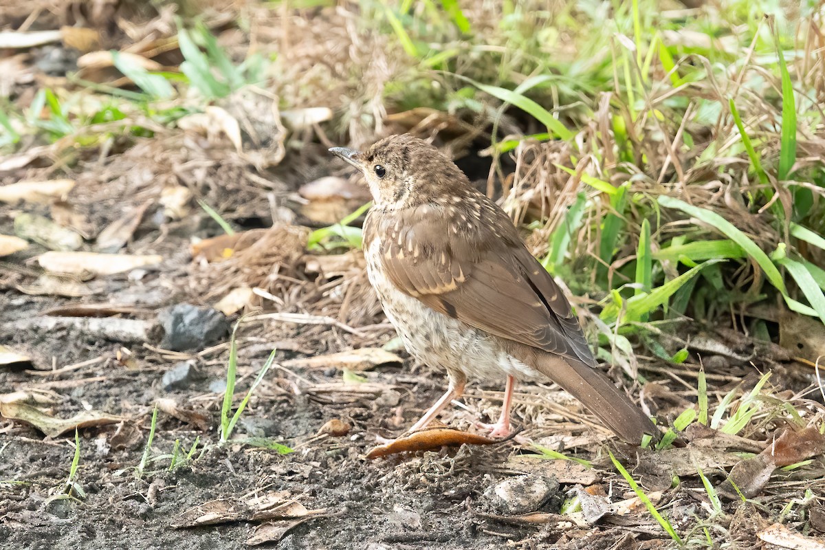 Song Thrush - Jan Lile