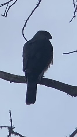 Cooper's Hawk - ML615654331