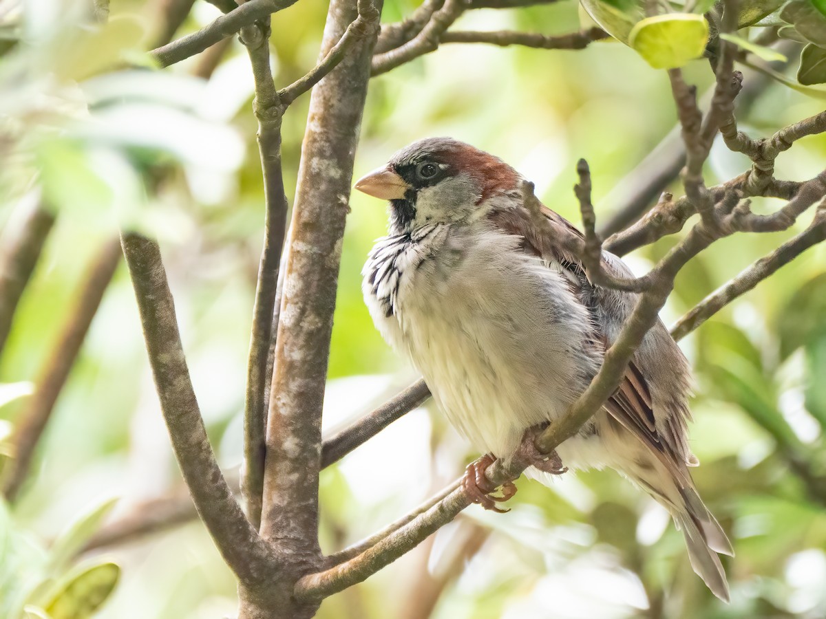 House Sparrow - Jan Lile