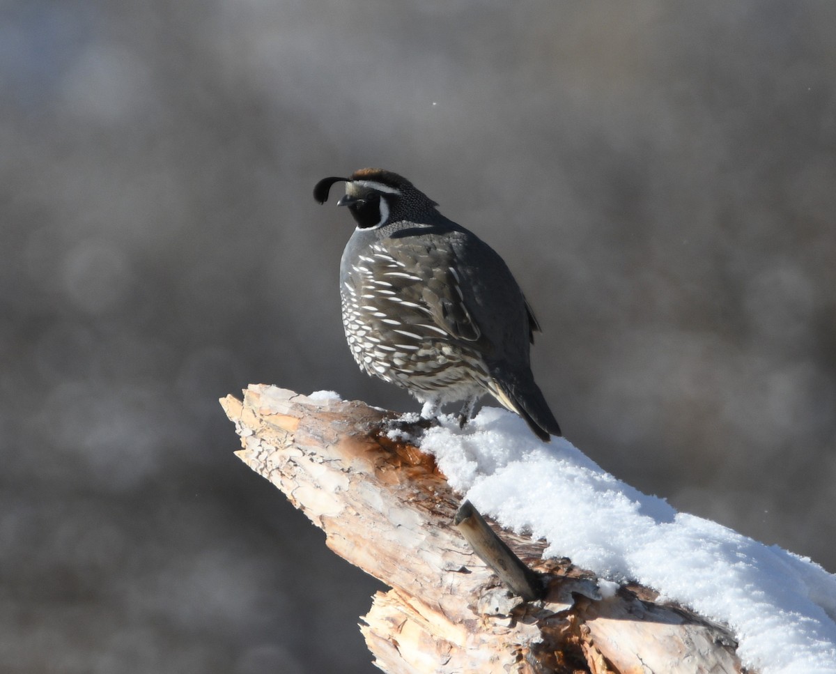 California Quail - ML615654366