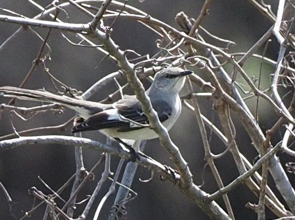 Northern Mockingbird - ML615654399