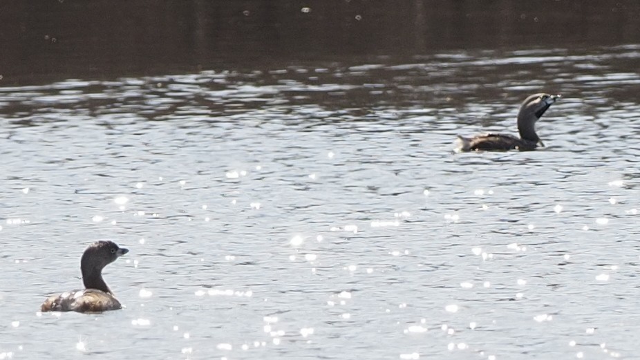 Pied-billed Grebe - ML615654420