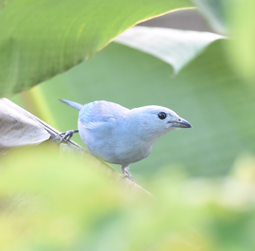 Blue-gray Tanager - ML615654537