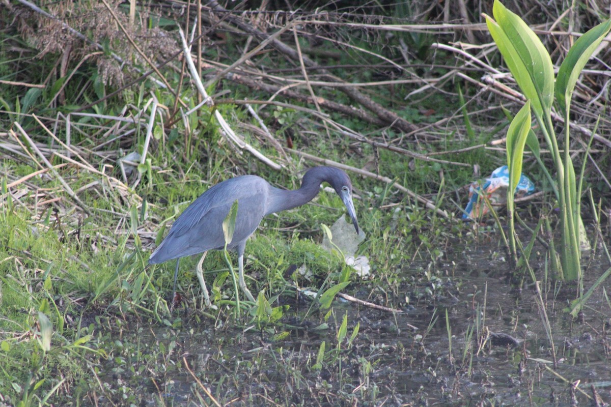 Little Blue Heron - ML615654585