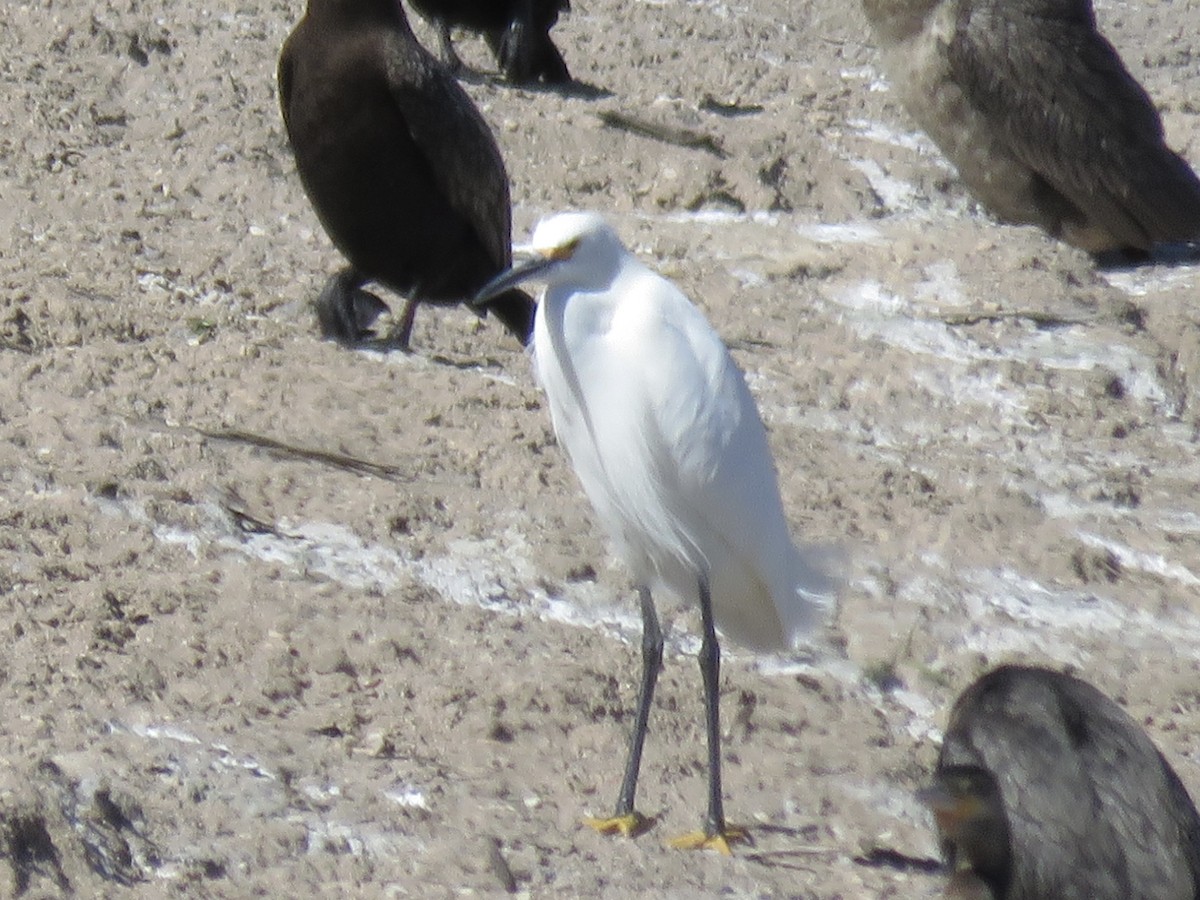 Snowy Egret - ML615654665