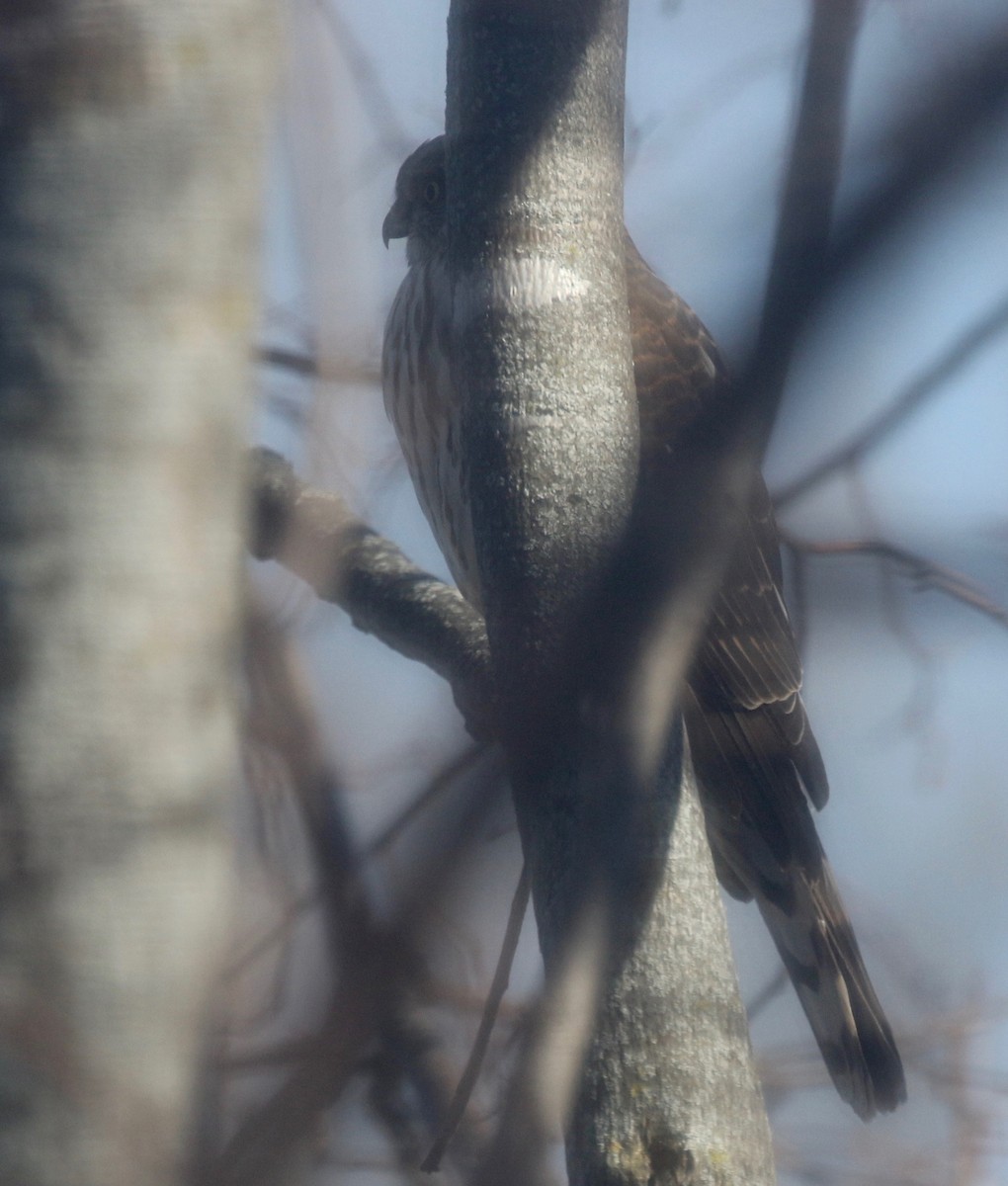 Sharp-shinned Hawk - ML615654725