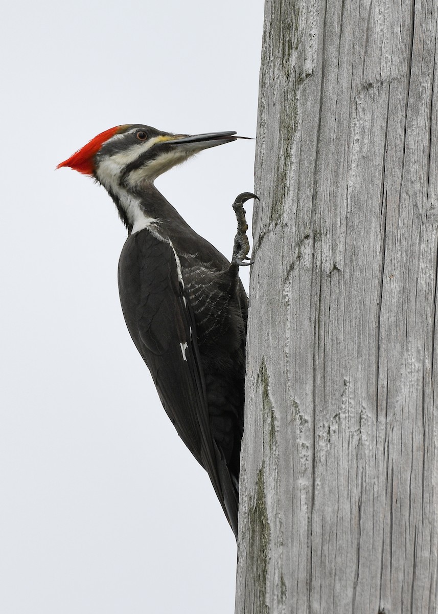 Pileated Woodpecker - Don Keffer